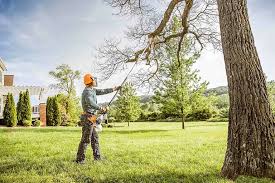 Best Tree Cabling and Bracing  in Wilmington, OH