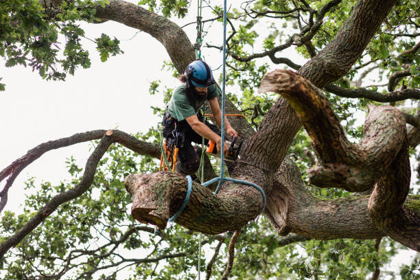 Best Tree Trimming and Pruning  in Wilmington, OH